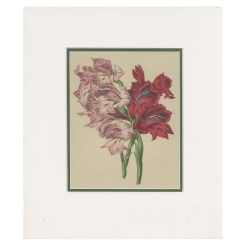 Antique Botany Print of Gladiolus Varieties 'c.1850'