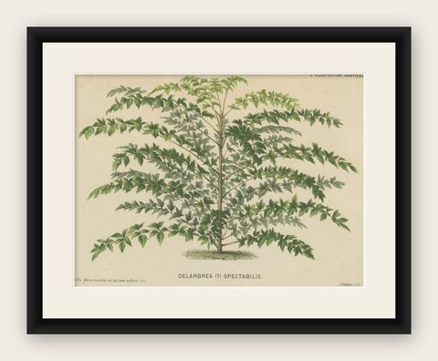 Original Antique Print of a Delarbrea Plant, 1878, shown framed