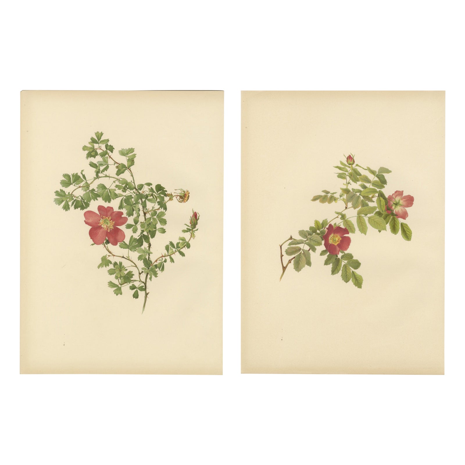 Decorative Pair of Antique Rose Prints, Chromolithographs 1914