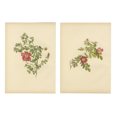 Decorative Pair of Antique Rose Prints, Chromolithographs 1914