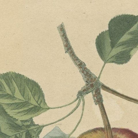 Antique Print of Pomme d'Api, Padly's Pippin and Bigg's Nonsuch Apples, close-up 5