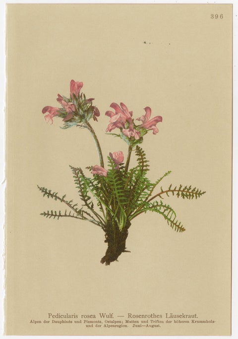 Antique Pedicularis Botanical Chromolithographs, Set of 3, Germany 1897, view 6