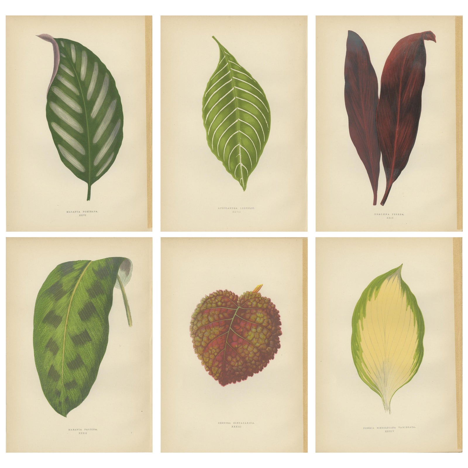 Set of 6 Botany Prints, Gesnera Cinnabarina, Dracaena Perrea (1891)