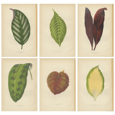Set of 6 Botany Prints, Gesnera Cinnabarina, Dracaena Perrea (1891)