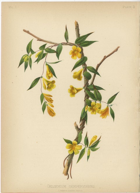 Native US Flora, Six Original Botanical Chromolithograps, 1879, view 4