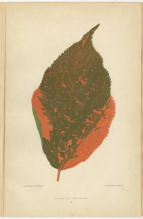 Botanical Elegance: A Trio of Antique Foliar Portraits, Published in 1880, view 3