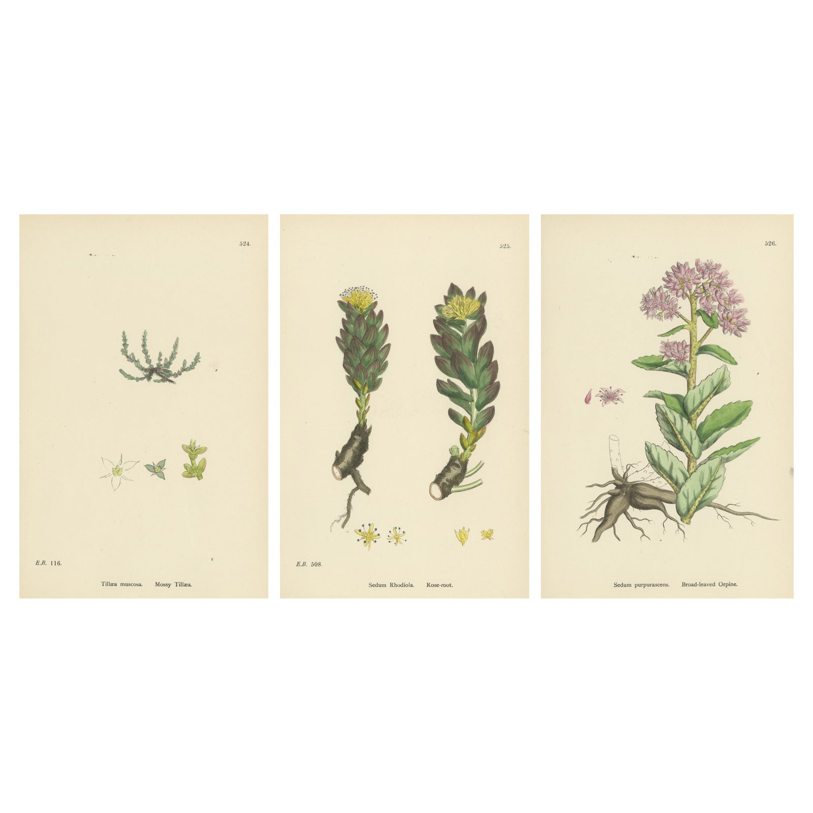 Botanical Engravings of Mossy Tillaea, Rose-root, and Broad-leaved Orpine, 1902
