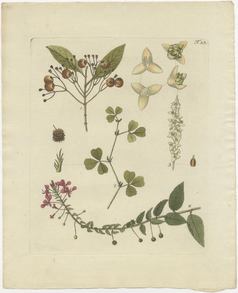 Set of 4 Antique Prints of Various Plants by Jacquin, 'c.1790', view 2
