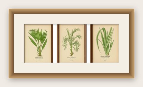 Antique Botanical Prints of Bourbon Palm, Cocos Weddeliana & Screw-Pine, c.1897, shown framed