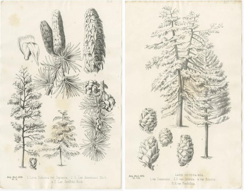 Set of 2 Antique Botany Prints, Larix Decidua 'c.1880', view 4