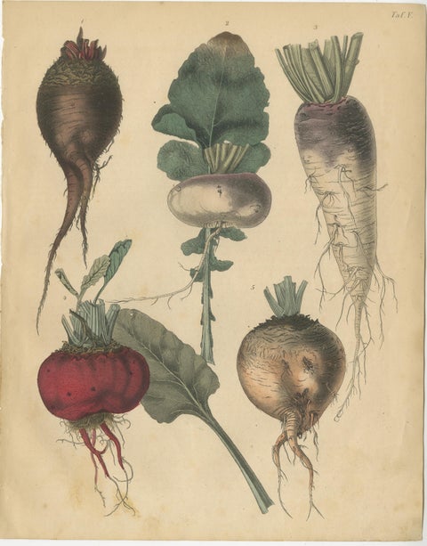 Antique Root Vegetable Lithographs, Beets, Carrots, Turnips, Calwer 1852, view 3