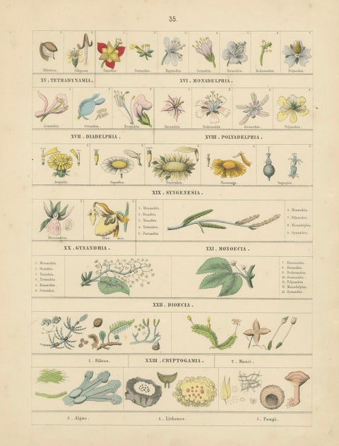 Botanical Classification Prints: Linnaean Flower Classes & Cryptogamia, 1867, close-up 1