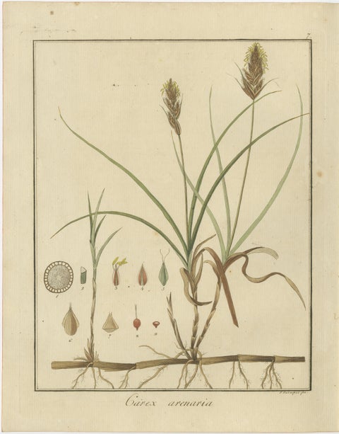 English Oak, Cloth of Gold Crocus, and Sand Sedge: Botanical Illustrations 1819, view 4