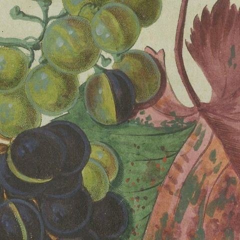 Vineyard Treasures: Exquisite Hand-Colored 19th-Century Grapevine Engraving, close-up 5