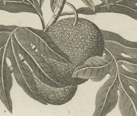 The Breadfruit Tree and Gorget: Symbols of Life and Leadership in the Pacific, close-up 2