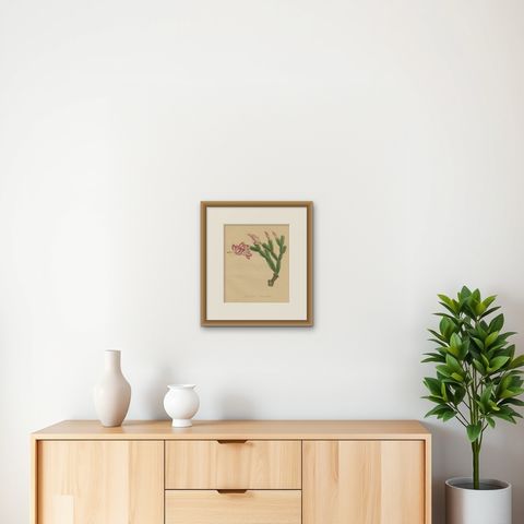 Botanical Beauty: Schlumbergera, The Christmas Cactus, circa 1832, shown framed on a wall, true to size