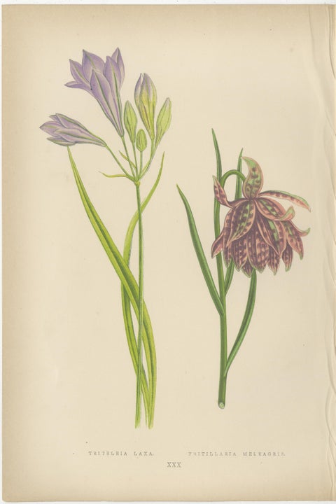 Alpine Botanical Prints of Alpine Blue Gilia and Purple Poppy Mallow, 1874, view 2