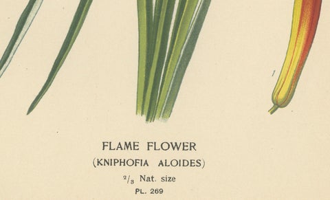 1897 Chromolithograph of the Flame Flower from Step's Botanical Collection, close-up 2