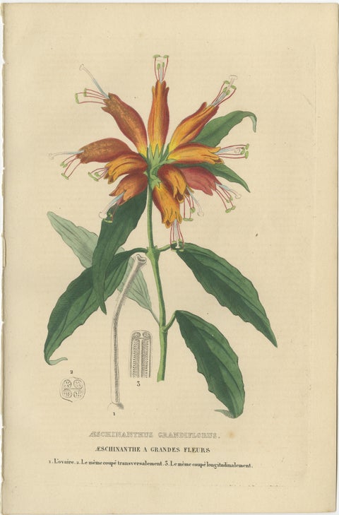Floral Elegance: A Collection of Hand-Colored Engravings from 1845, view 3