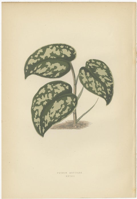 Set of 6 Botany Prints, Sonerila Margaritacea, Goodyera Rubro-Venia, 1891, view 5