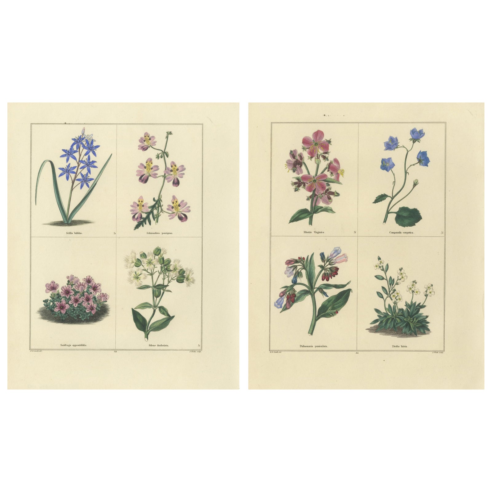 Pair of Elegant Hand-Colored Botanical Flower Prints, London 1828