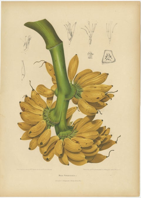 Antique Banana Botanical Chromolithograph by Hoola van Nooten, c. 1880