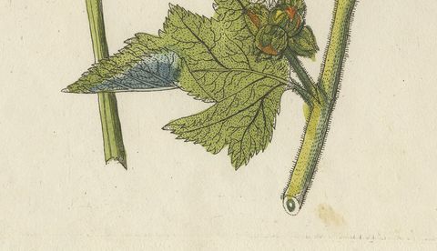 Marshmallow and Wormwood Medicinal Herbs, Antique Bertuch Print, circa 1812, close-up 2
