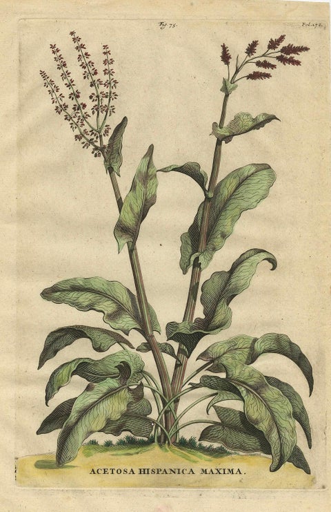 Botanical Illustration of Large Spanish Sorrel (Acetosa Hispanica Maxima), 1696, close-up 4