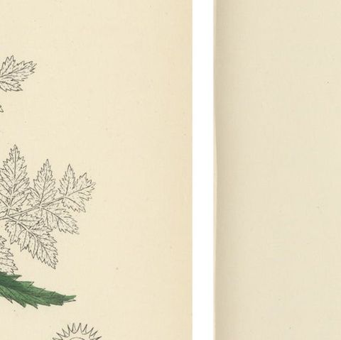 British Hedge-Parsley Botanical Pair, Hand-Colored Engravings, England 1902, close-up 2
