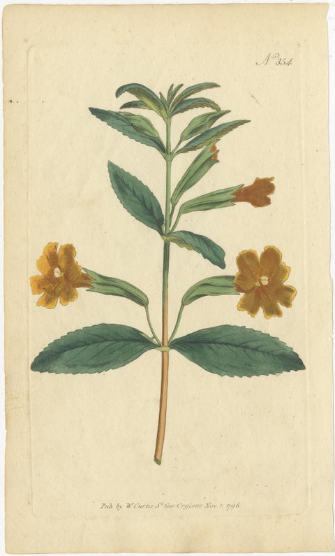 Old Purple Jacob's Ladder, Golden Monkeyflower and Red Kangaroo Paw Prints, 1797, view 3