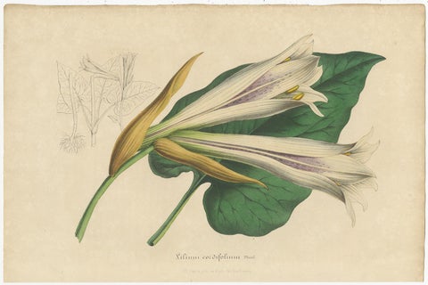 Set of 2 Antique Botany Prints of the Easter Lily and Heart-Leaved Lily '1847', view 3