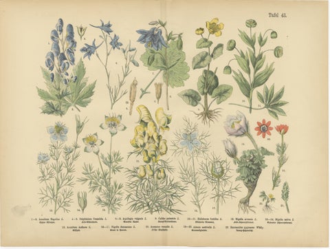 Antique Botanical Prints Set, German Wildflower Atlas Plates, Stuttgart 1885, view 4