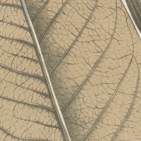 Large-Leaf Rhododendron Botanical Illustration by Louis van Houtte, 19th Century, close-up 5