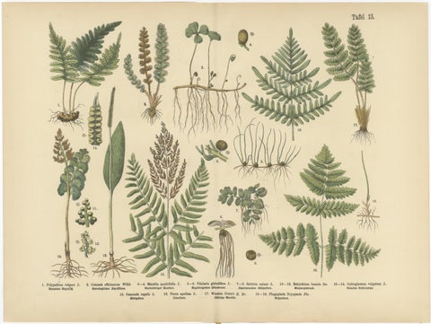 Antique German Botanical Atlas Plates, Tafel 13 to 14, Ferns & Conifers, 1885, view 2
