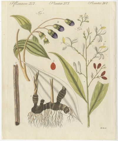Cassia Cinnamon and Galangal Spices, Antique Bertuch Print, circa 1805, view 2