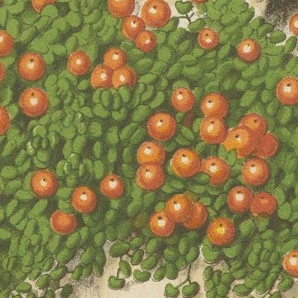 Antique Botany Print of Nertera Granadensis '1876', close-up 1