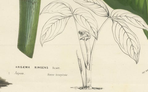 Cobra Lily: Hand-Colored Lithograph by Louis van Houtte, 1855, close-up 2