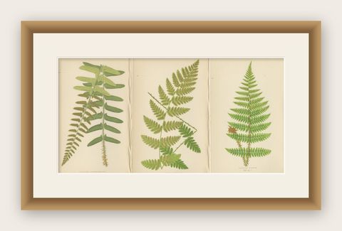 Antique Hand-Colored Fern Prints, Aspidium Acrostichoides, Cristatum, Rigidum, shown framed
