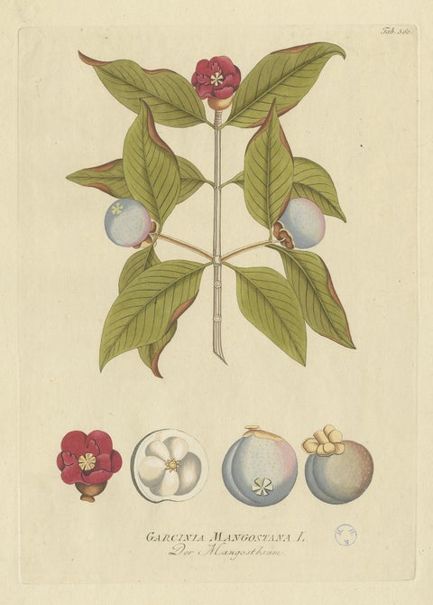 Antique Botany Print of a Mangosteen Tree by Plenck, 'circa 1790', view 4