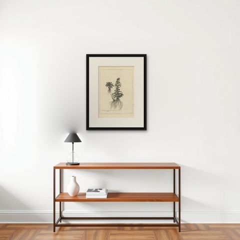Antique Botany Print of Campanula Americana by Dodart 'circa 1680', shown framed on a wall, true to size