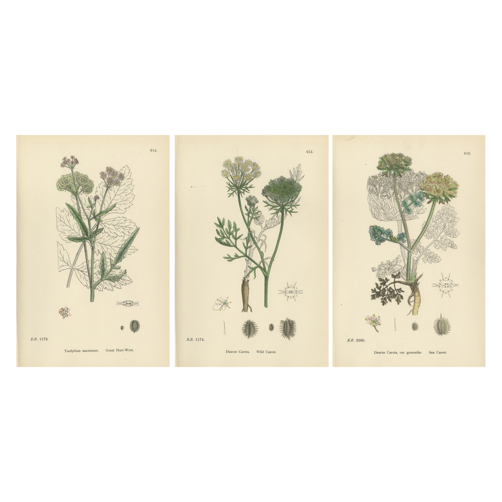 Elegant British Botanical Trio, Hand-Colored Wild Carrot Prints, England 1902