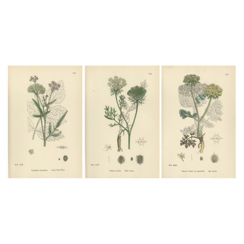 Elegant British Botanical Trio, Hand-Colored Wild Carrot Prints, England 1902