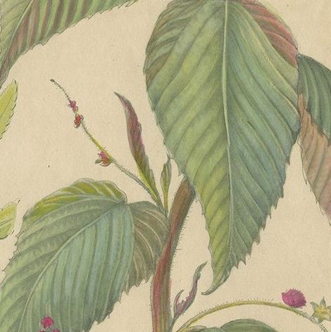 Antique Botany Print of a Caperonia Species, 'circa 1730', close-up 2