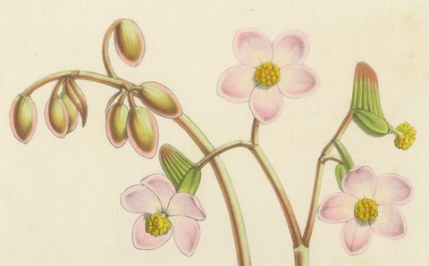 Botanical Illustration of Begonia Rex with Flowers, 1854-1855 Lithograph Print, close-up 1