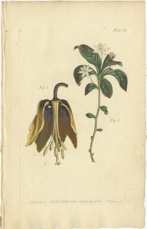 Antique Botanical Print of Banana Shrub and Starry Wild Jasmine, 1803, view 2