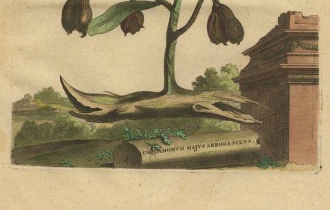 Botanical Illustration of Cardamom Plant (Cardamomum majus arborescens) , 1696, close-up 3