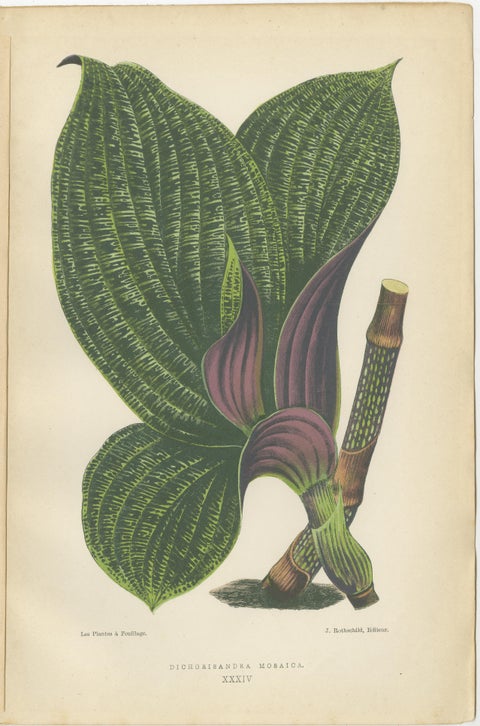 Verdant Splendor: Botanical Illustrations of Foliage from 1880, view 4