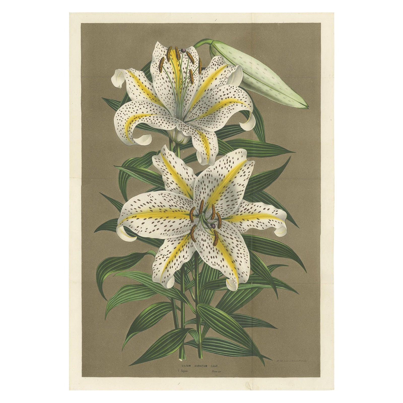 Antique Botany Print of the Lilium Auratum by Van Houtte, 'circa 1862'