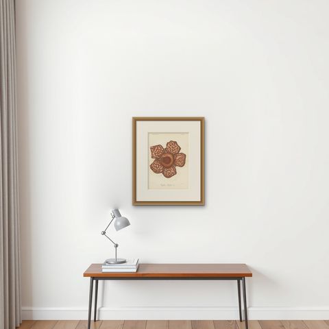Antique Botany Print of the Rafflesia Hasseltii by Brill, '1884', shown framed on a wall, true to size