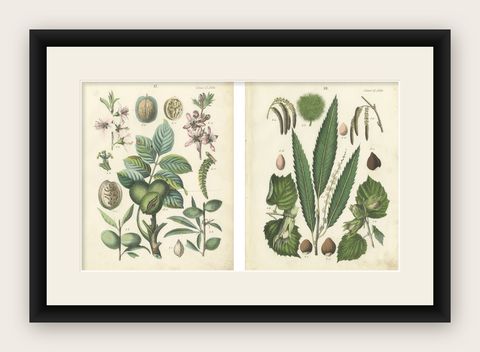 Antique Nut & Tree Botanical Chromolithographs, Walnut & Chestnut, Calwer 1854, shown framed